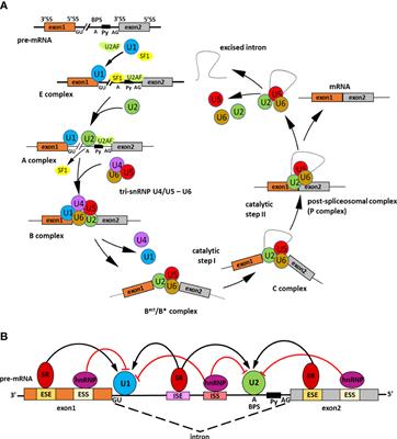 Alternative splicing in ABA signaling during seed germination